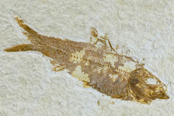 Detailed Fossil Fish (Knightia) - Wyoming #165807